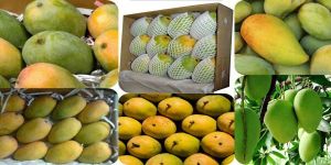 Fresh Mangoes