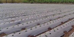 Agricultural Mulching Film Roll