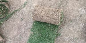 Selection No 1 Grass