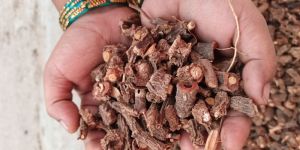 Nannari Root Raw
