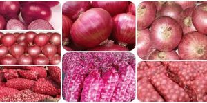 Fresh Pink Onion