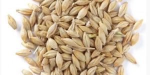 Barley Seeds