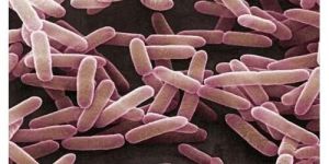 Bacillus Subtilis