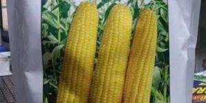 Sweet Corn Seeds