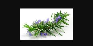 Rosemary Leaves