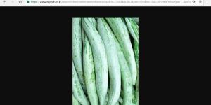 Fresh Snake Gourd