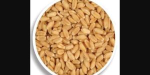 Wheat Seeds