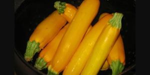 Yellow Zucchini