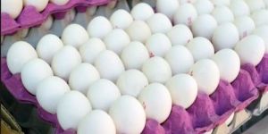 White Shell Eggs
