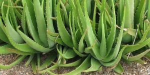 Aloe Vera Plants