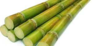 Sugarcane