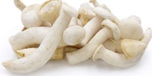 Fresh Milky Mushroom