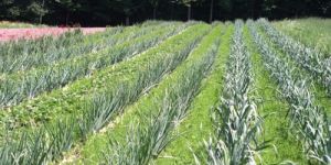 Cultivation Training Services