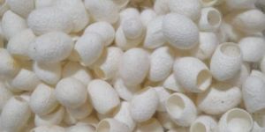 Mulberry Cut Cocoons