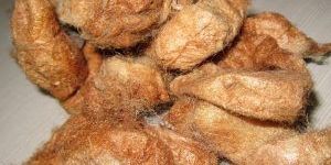 Red Eri Silk Cocoons