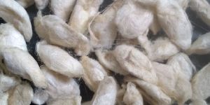 White Eri Silk Cocoons