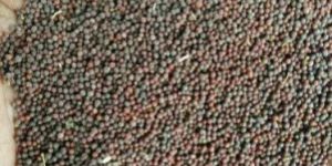 Brown Mustard Seeds