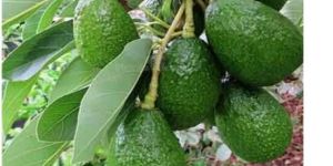 Avocado Fruit Plant