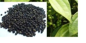 Black Pepper Plant