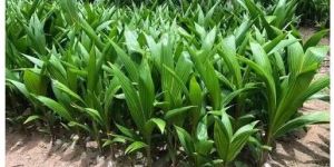 DXT Hybrid Coconut Plant