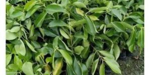 Thai Black Jamun Plant