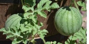 Watermelon Fruit Plant
