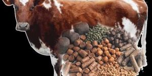 Animal Feed