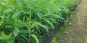 White Sandal Wood Plant