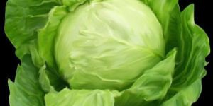 Fresh Cabbage