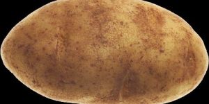 Fresh Potato