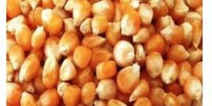 Yellow Maize Seeds