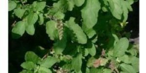 Rama Tulsi Plant