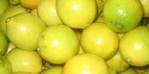 Fresh Yellow Lemon