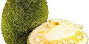 Jackfruit