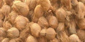 Mature Fresh Pollachi Coconut
