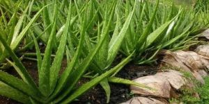 Organic Aloevera Plant