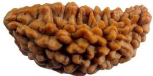 Mukhi Rudraksha