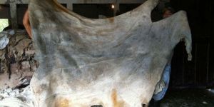 Salted Ox Hides