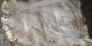 Salted Sheep Hides