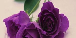 Purple Rose Flower