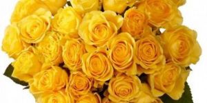 Yellow Rose Flower