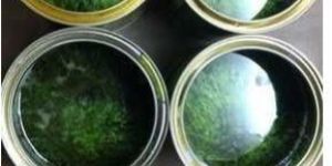 Shafali Aloe Vera Wax