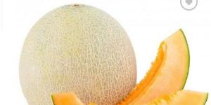 Fresh Muskmelon