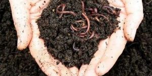 Organic Vermicompost