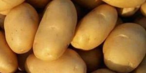 Fresh Yellow Potato