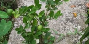 Lemon Plant