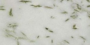 Pista White Marble Slabs