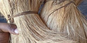 Natural Bristle Coir Fibre