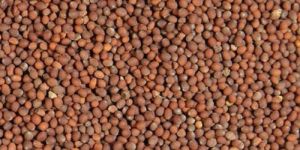 Brown Mustard Seeds
