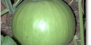 Fresh Round Bottle Gourd
